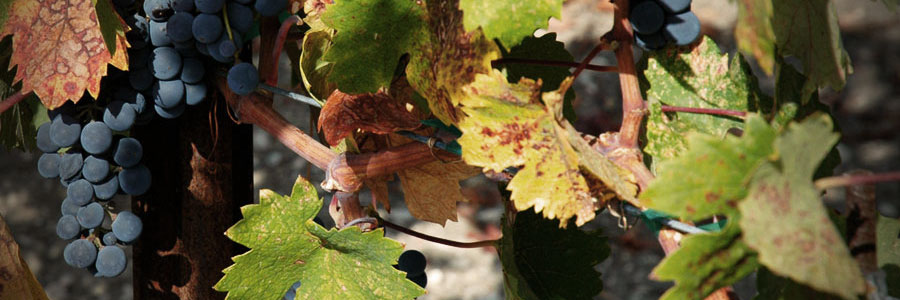 grapes_300