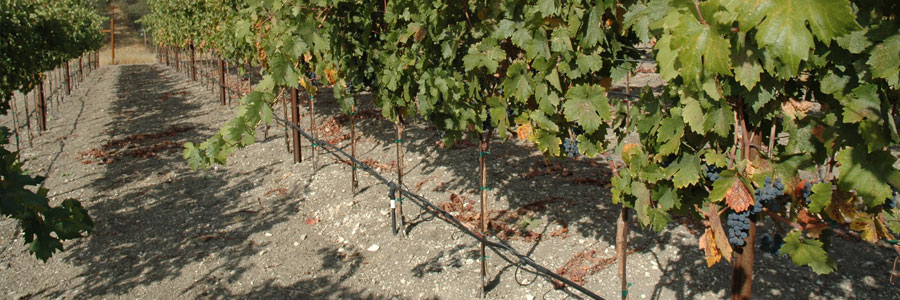 vines-green_300
