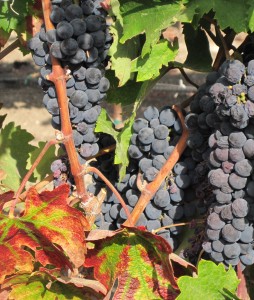 Grape clusters